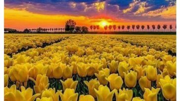 Csodálatos virágok